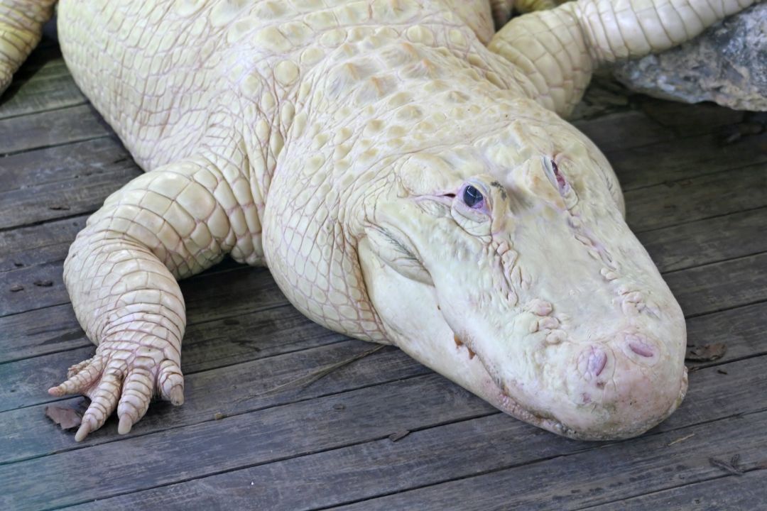 white alligator