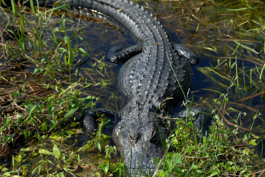 Palm Beach County's image of an Alligator