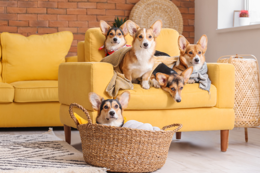 Pet-Friendly Home Staging: Appeal to Animal Lovers